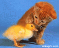 Comments, Graphics - Cool Gifs 